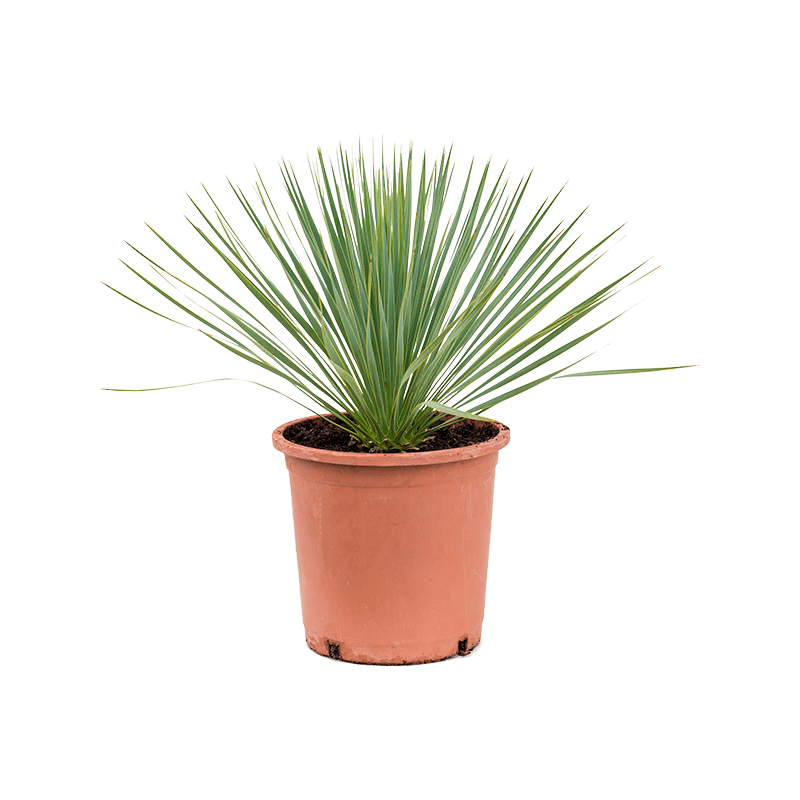 Yucca Rostrate Crown
