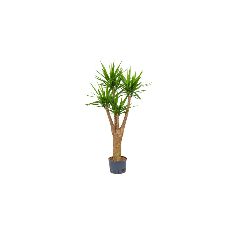 Yucca elephantipes vertakt