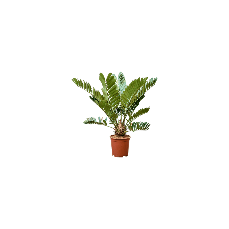 Zamia furfuracae