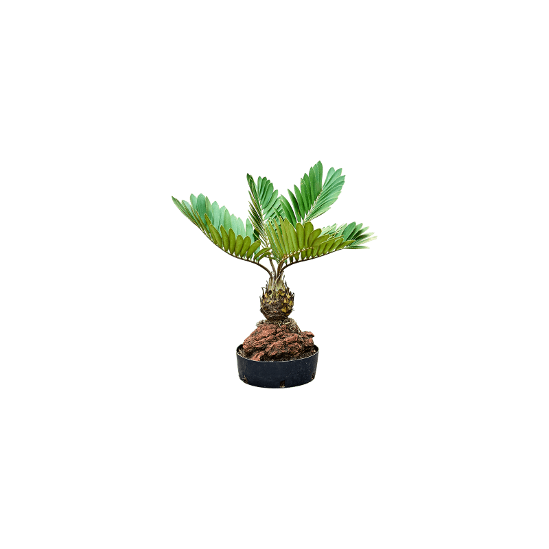 Zamia furfuracae op lavasteen
