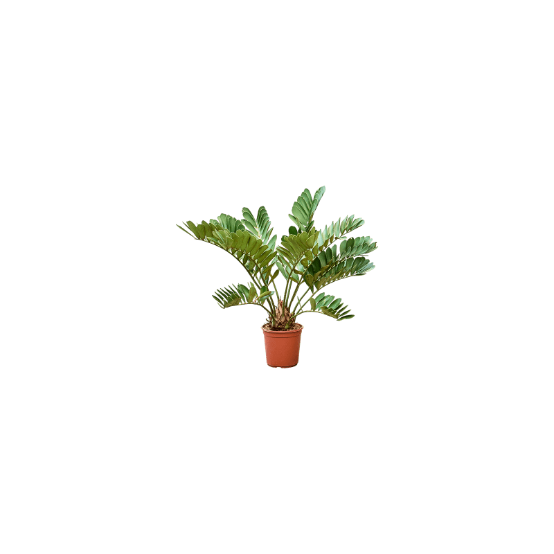 Zamia furfuracae