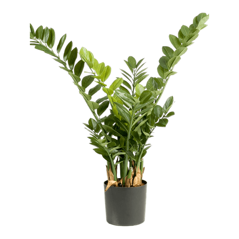 Zamioculcas Smaragd - kunstplant