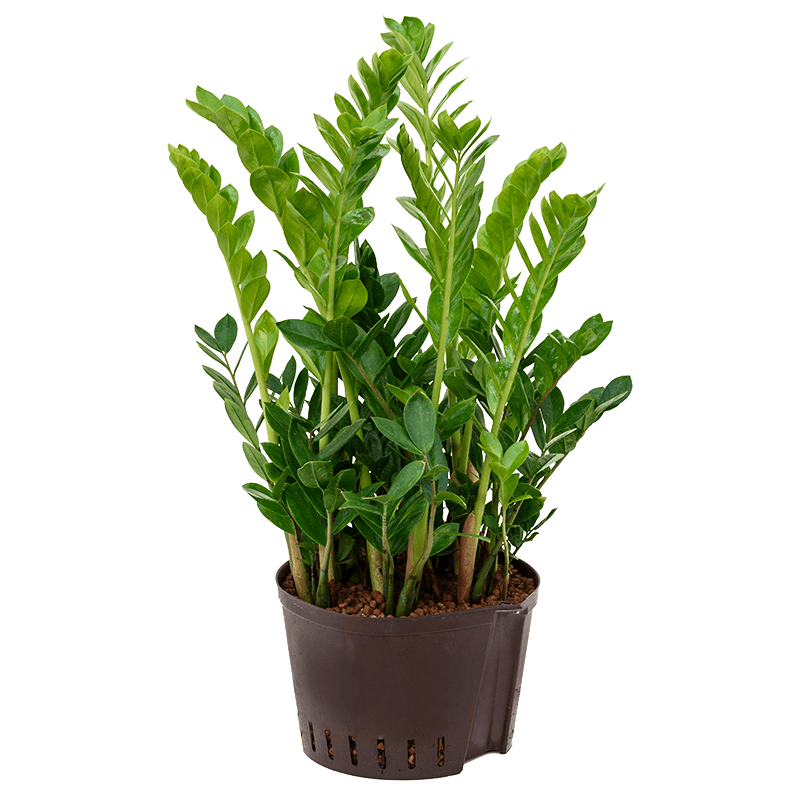 Zamioculcas Zamiifolia