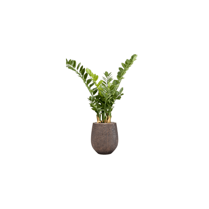 Zamioculcas in Opus Darcy Goud - kunstplant