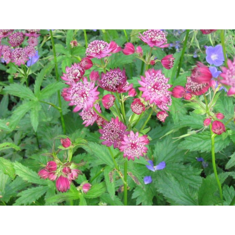 Astrantia Roma - biologisch