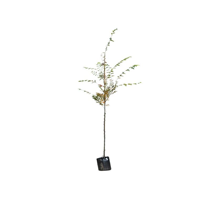 Zelkova serrata