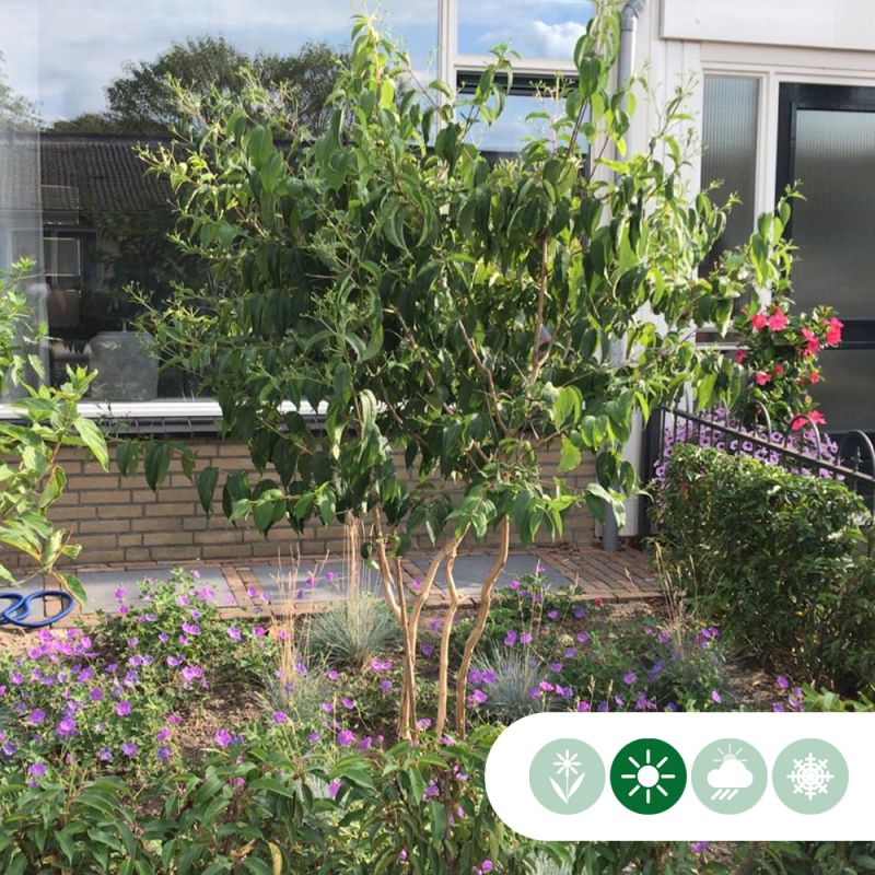 Heptacodium miconioides - meerstammig