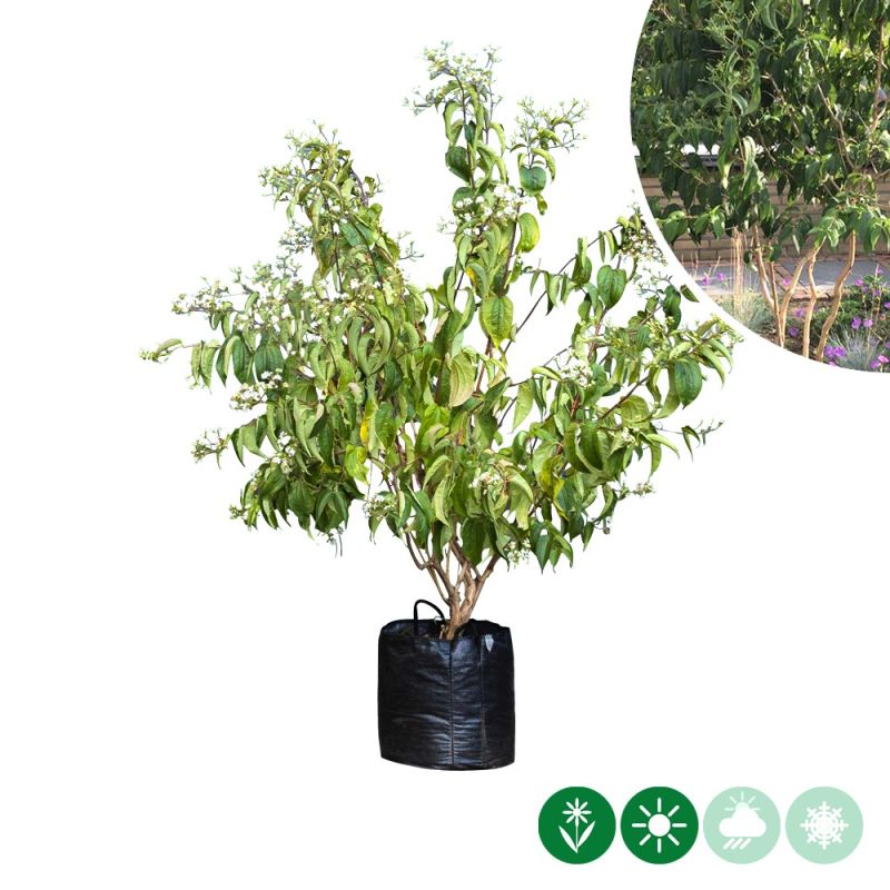 Heptacodium miconioides - meerstammig