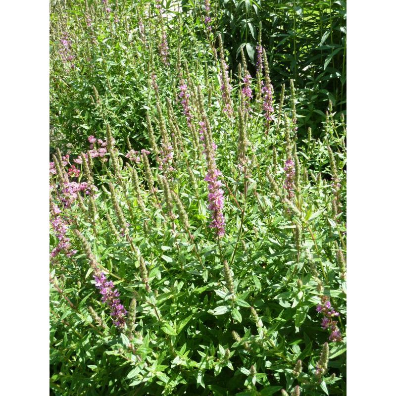 Lythrum Zigeunerblut 