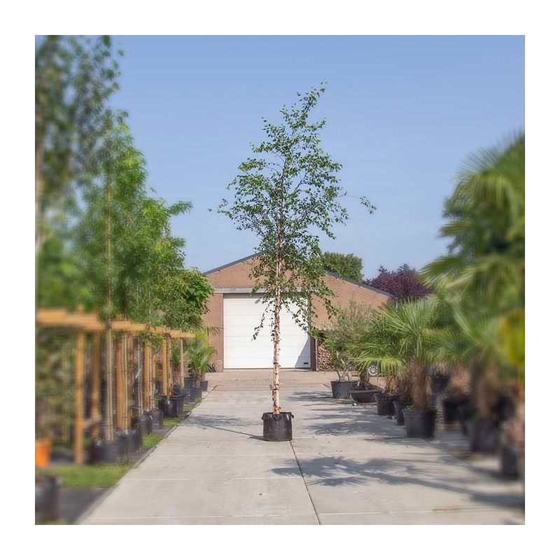 Betula nigra
