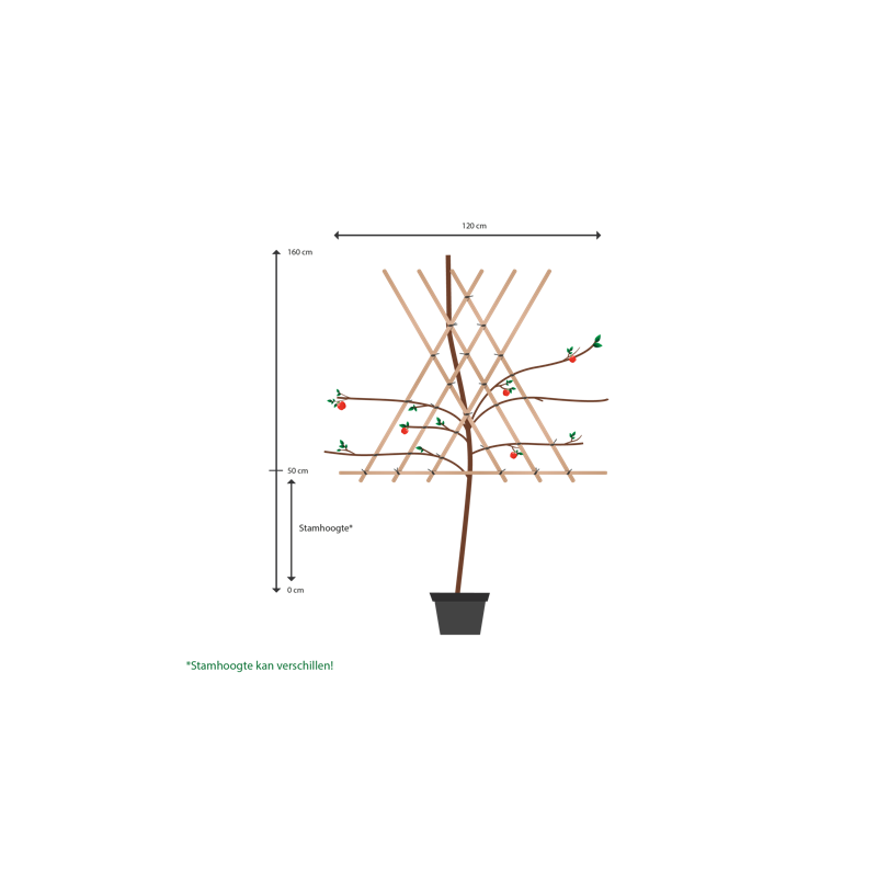 Prunus Domestica 'Reine Claude D'Althan'  - leiboom