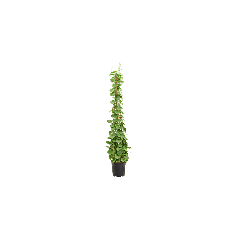 Cissus rotundifolia - piramide