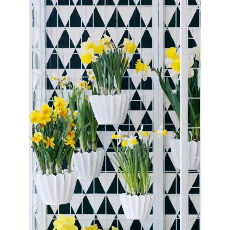 Narcissus Geel - 70 stuks