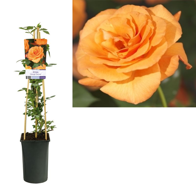 Rosa Orange Climber