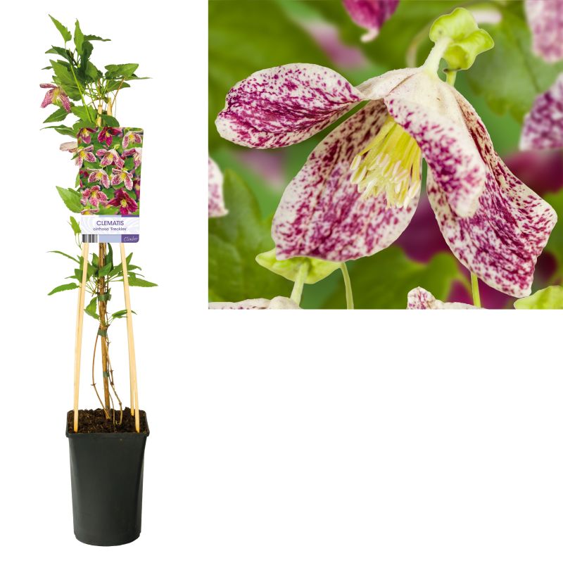 Clematis Freckles