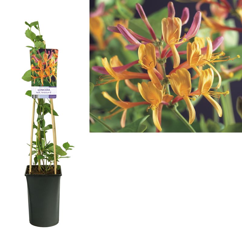 Lonicera American Beauty