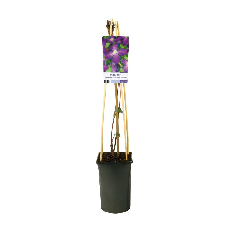 Clematis Jackmanii Purpurea