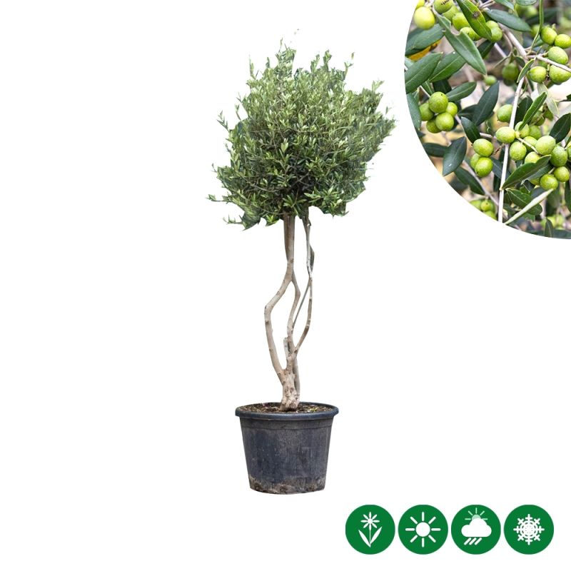 Olea europaea - meerstammig