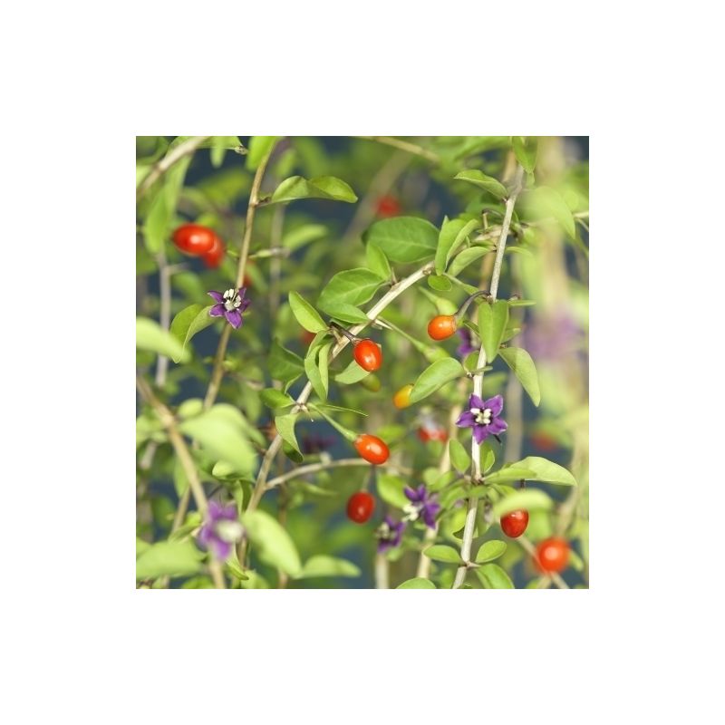 Lycium barbarum
