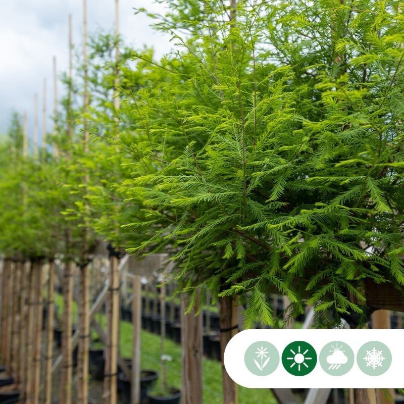 Taxodium distichum