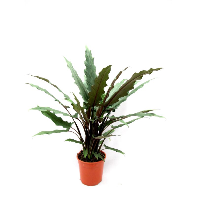 Alocasia lauterbachiana