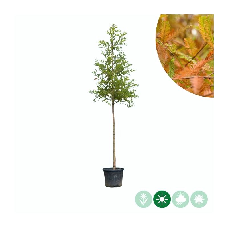 Taxodium distichum