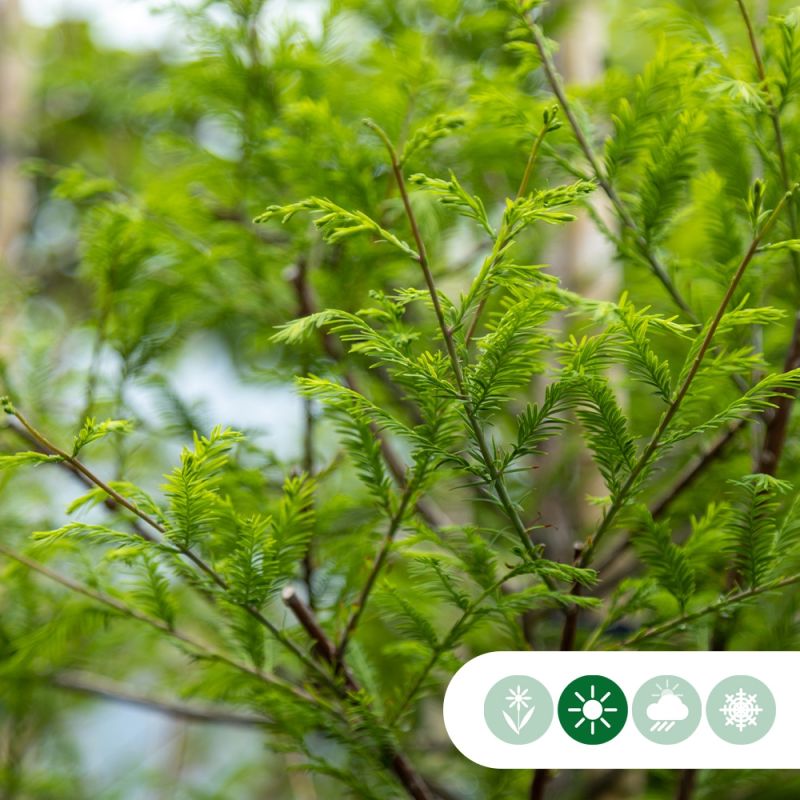 Taxodium distichum