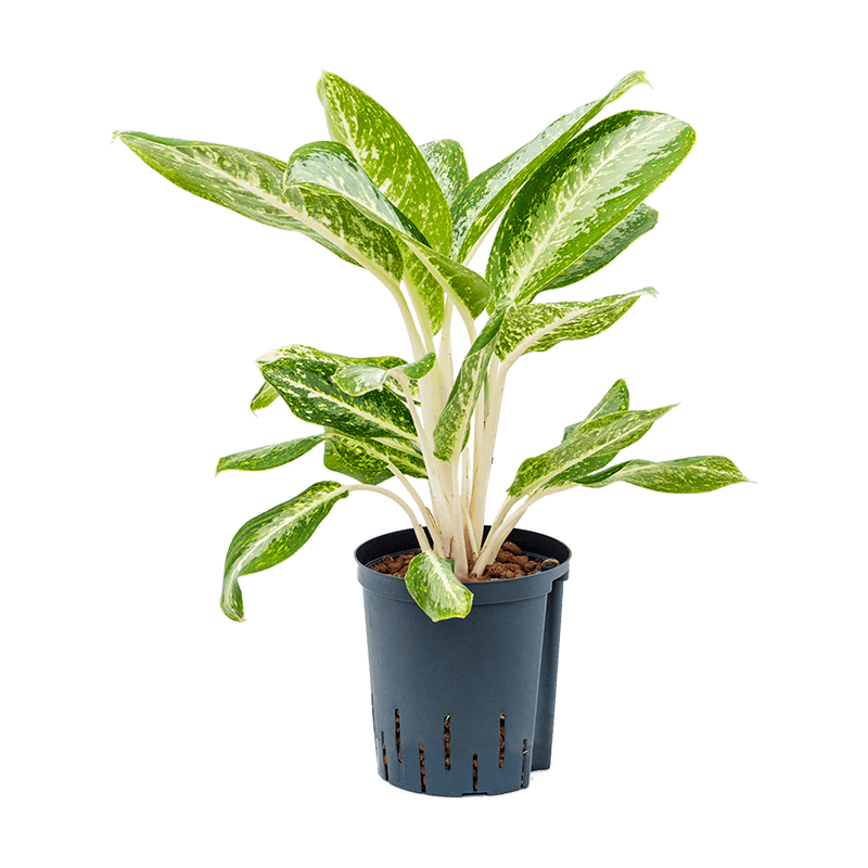 Aglaonema Milky Way 