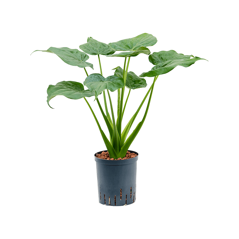 Alocasia cucullata