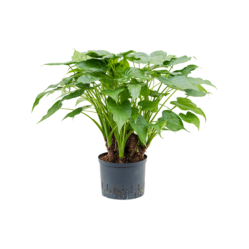 Alocasia cucullata multi stam