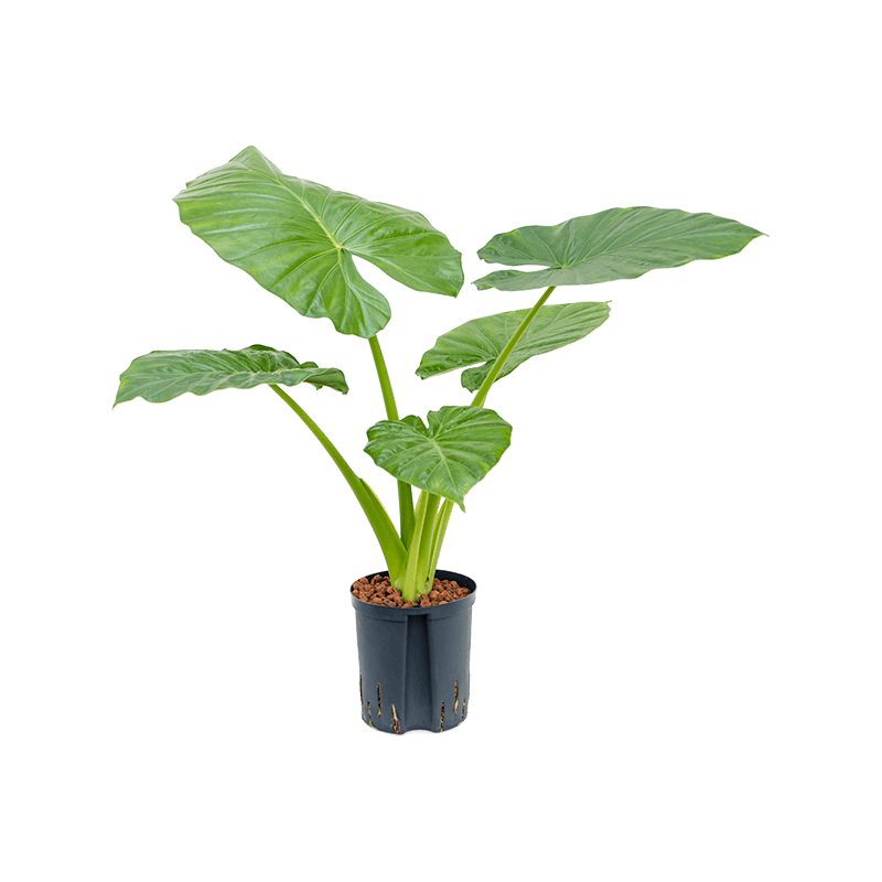 Alocasia macrorrhiza