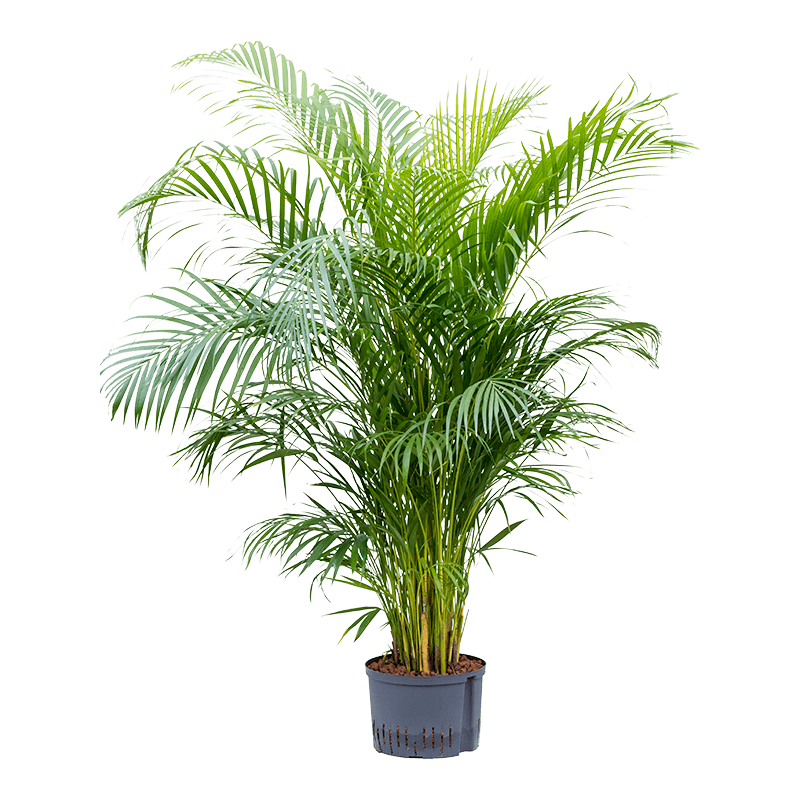 Areca lutescens