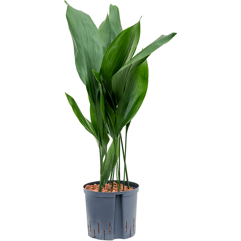 Aspidistra elatior