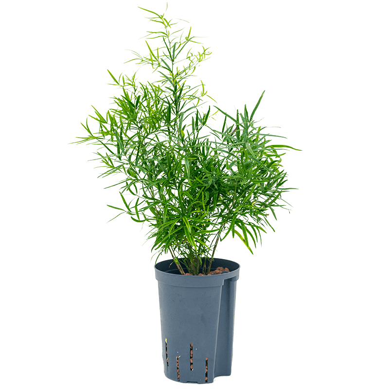 Asparagus falcatus