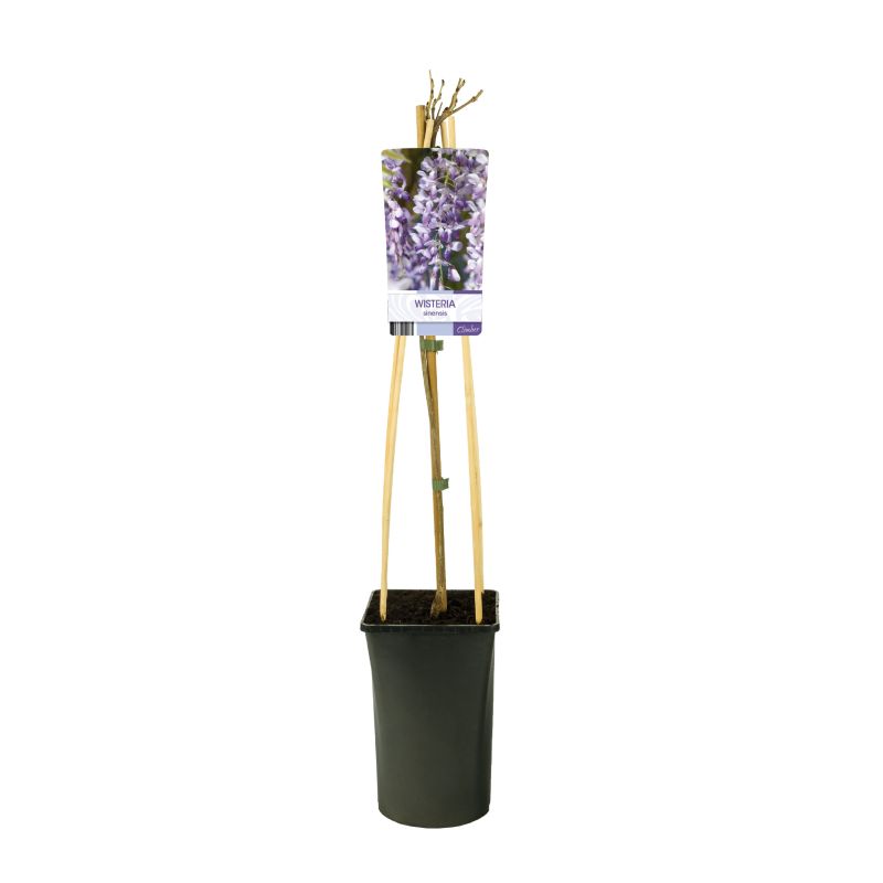 Wisteria sinensis