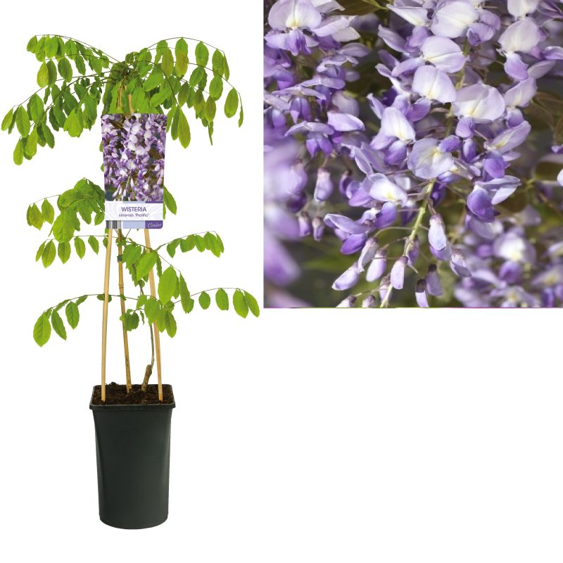 Wisteria Prolific