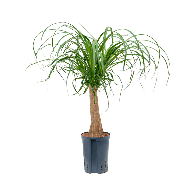 Beaucarnea recurvata 