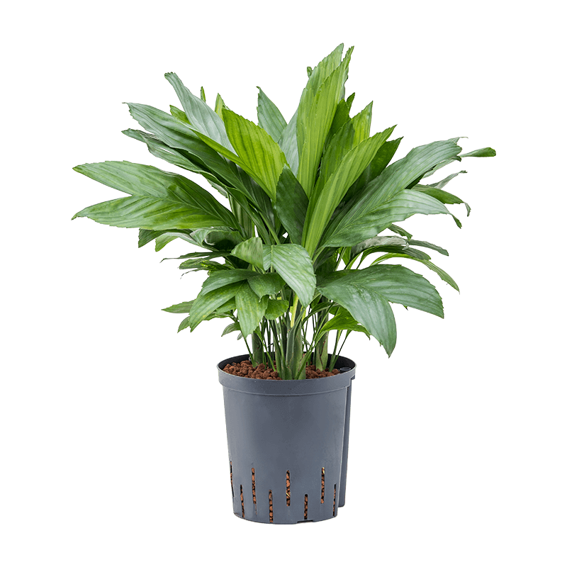 Chamaedorea metalica 