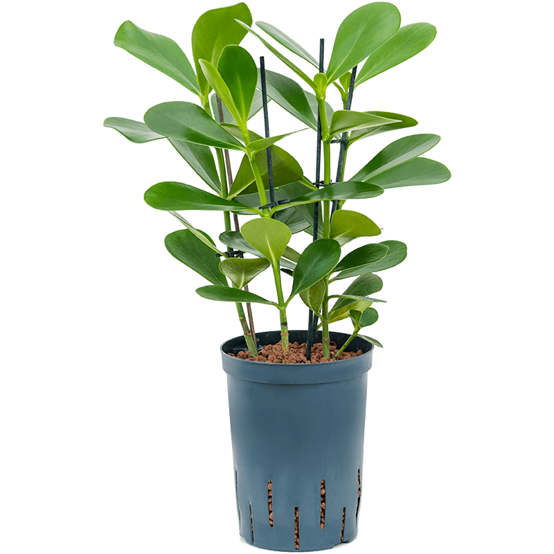 Clusia Green Magic
