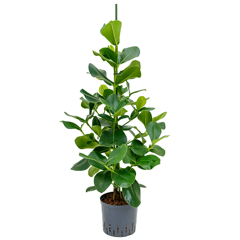 Clusia rosea 