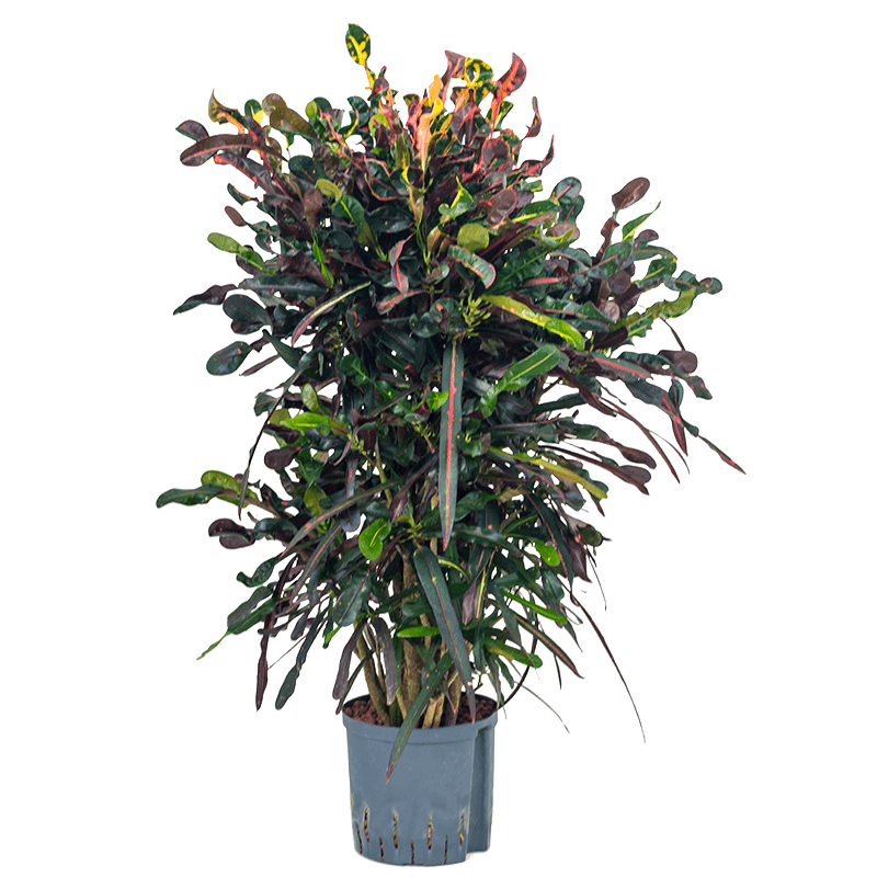 Croton Mammi vertakt