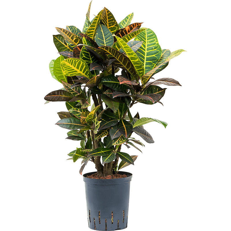 Croton Petra vertakt