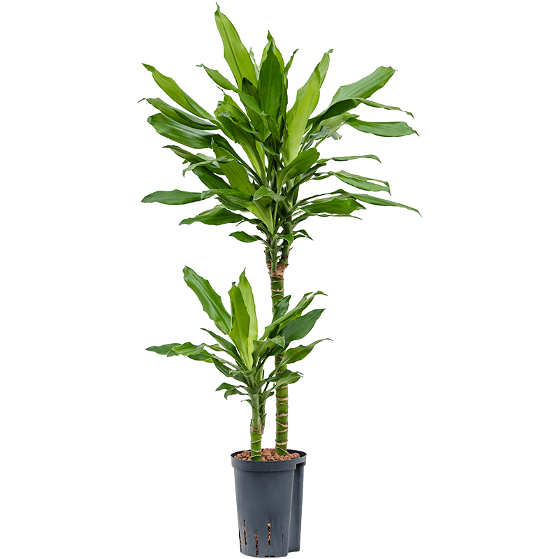 Dracaena Burundii 2-stam