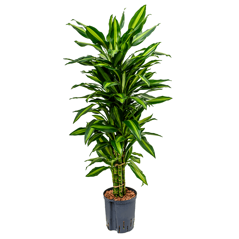 Dracaena  Cintho vertakt