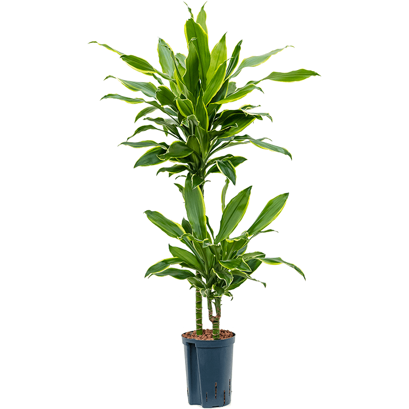 Dracaena Golden Coast 2-stam