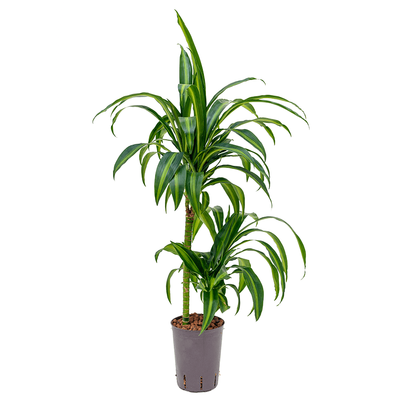 Dracaena Hawaiian Sunshine 2-stam