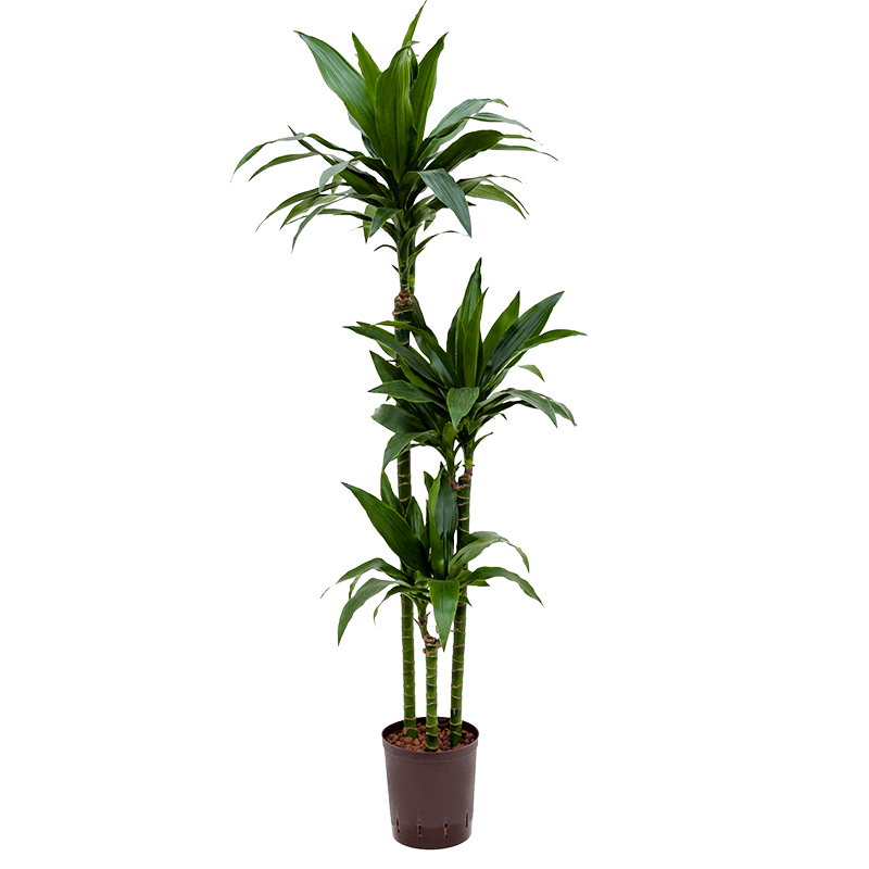 Dracaena Janet Craig 3-stam 