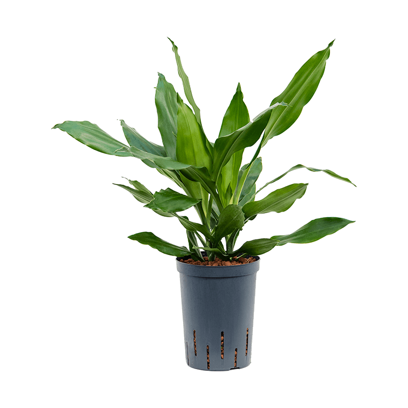 Dracaena Janet Lind 