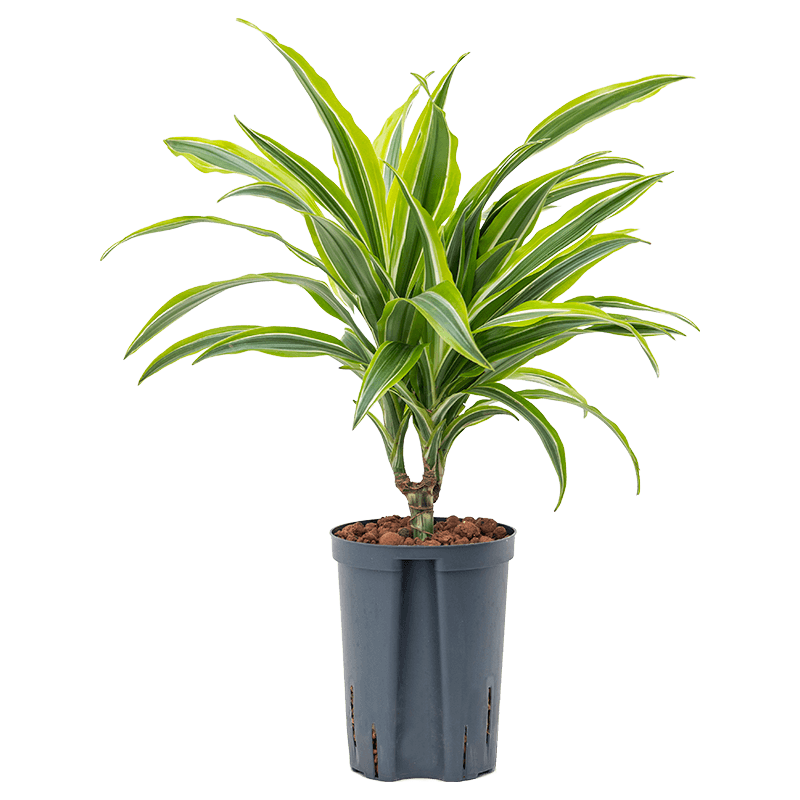 Dracaena Lemon Lime op stam