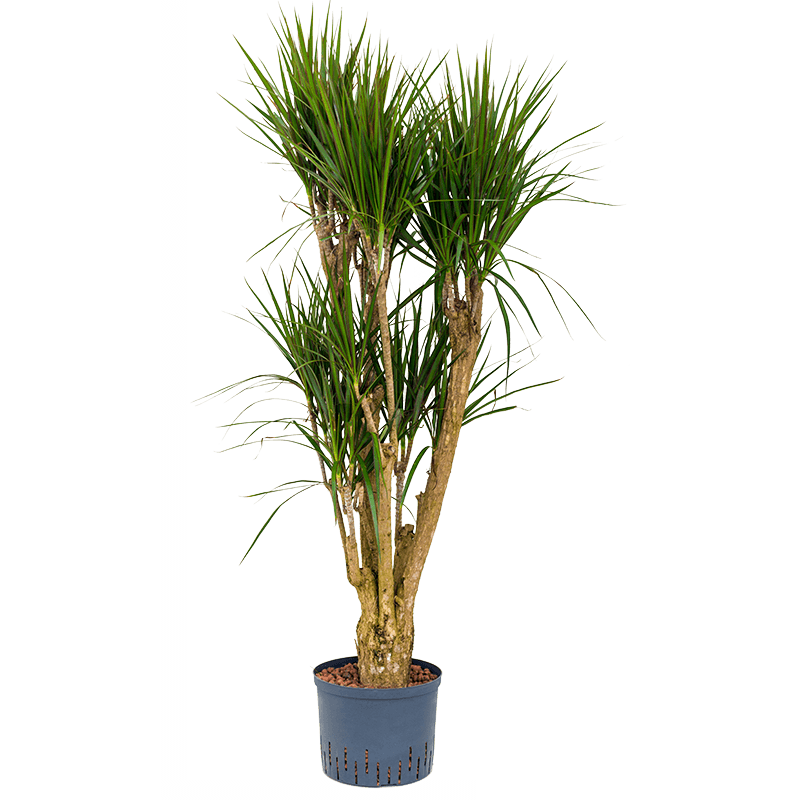 Dracaena marginata vertakt